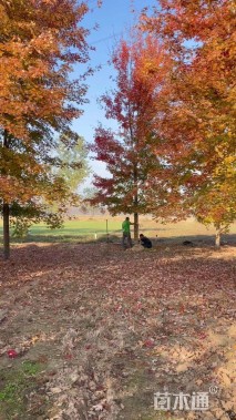 17公分美国红枫-秋火焰