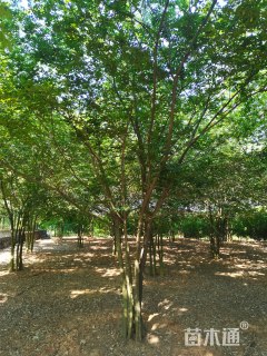 30公分丛生朴树