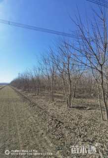 高度500厘米丛生五角枫