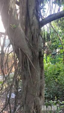 70公分榕树
