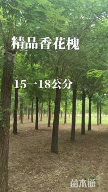 20公分香花槐