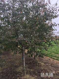 15公分高杆染井吉野樱