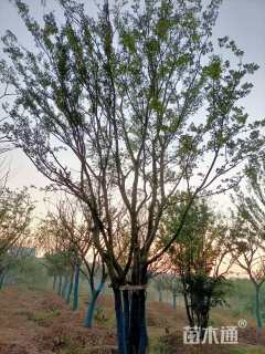 15公分丛生朴树