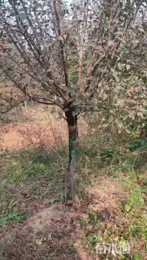 20公分北美海棠