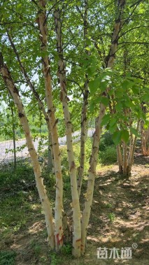 高度800厘米丛生河桦