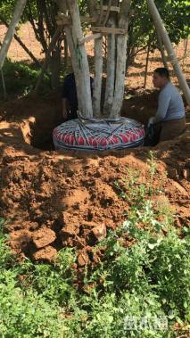 高度700厘米丛生元宝枫