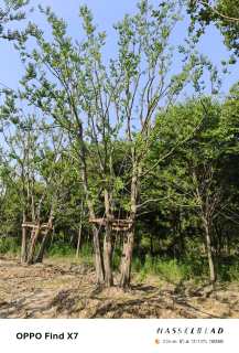 90公分(5杆)丛生乌桕