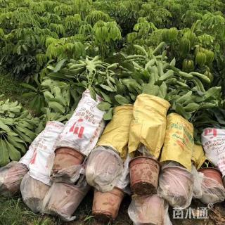 高度80厘米昆士兰伞木