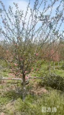 10公分垂丝海棠