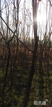 高度1200厘米核桃