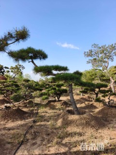 15公分造型赤松