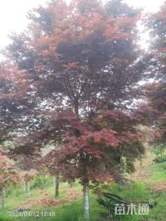 高度250厘米三季红红枫