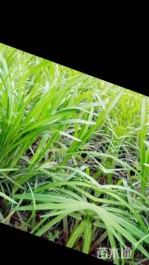 高度20厘米中叶麦冬