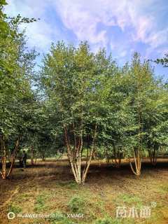 高度1000厘米丛生河桦