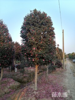高度400厘米日本茶梅