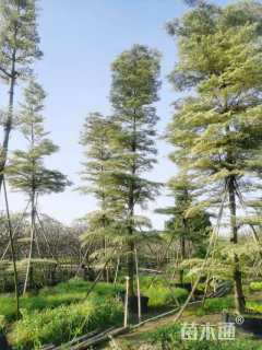 14公分锦叶榄仁