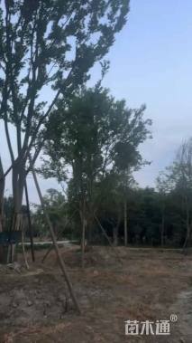 45公分丛生朴树