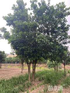 30公分(3杆)丛生香泡