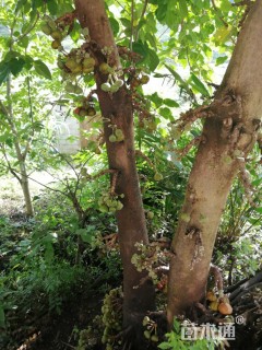 高度300厘米无花果