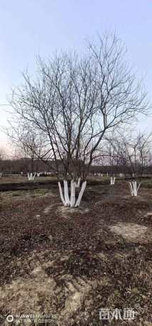 50公分(3杆)丛生乌桕