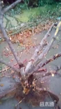 精品盆景下山雀梅桩