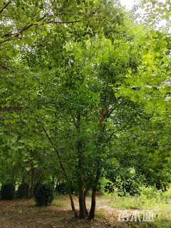 5公分(4杆)丛生乌桕