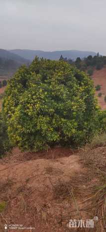 冠幅350厘米杨梅球