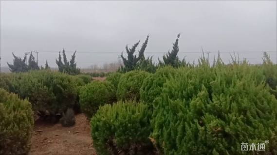 冠幅100厘米龙柏球