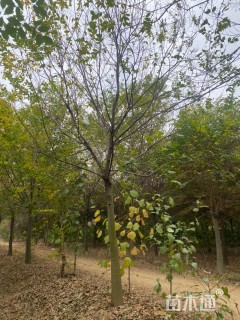 17公分朴树