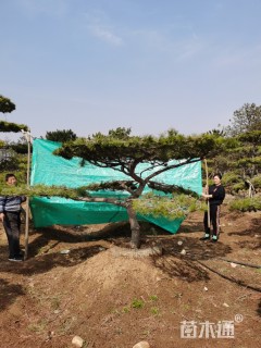 10公分造型油松