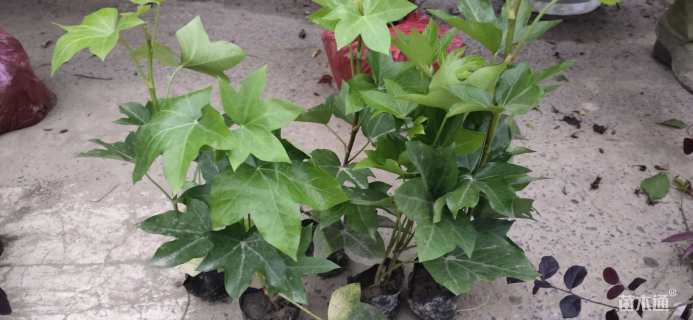 30厘米熊掌木小苗