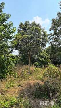 20公分大叶女贞