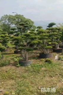 15公分造型赤楠