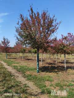 15公分绚丽海棠