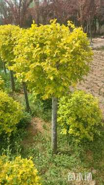 冠幅80厘米金叶榆球