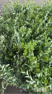 高度50厘米金边黄杨