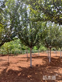 12公分日本晚樱