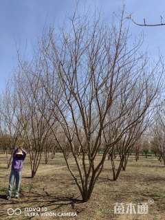 高度600厘米丛生五角枫