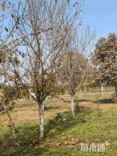 高度500厘米白皮松