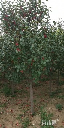 12公分八棱海棠