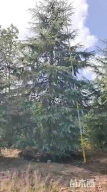 高度800厘米雪松