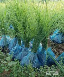 高度20厘米细叶芒