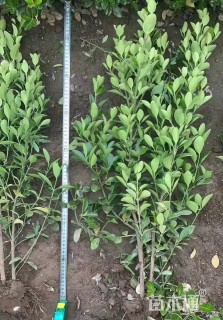 高度50厘米大叶黄杨