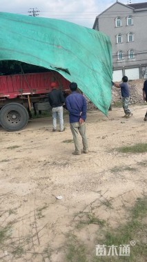 18公分乐昌含笑