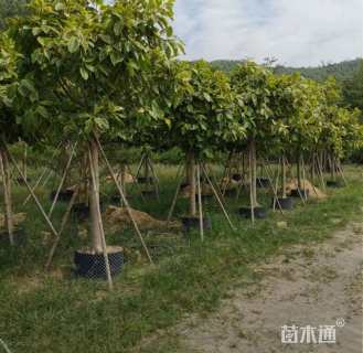 高度250厘米富贵榕