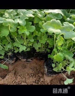 高度15厘米飞燕草