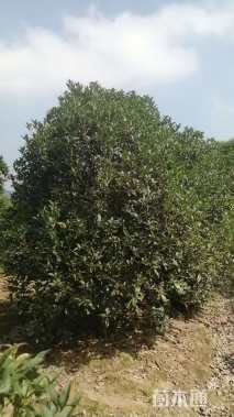 冠幅500厘米桂花球