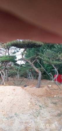 10公分造型油松