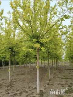 10公分金叶复叶槭