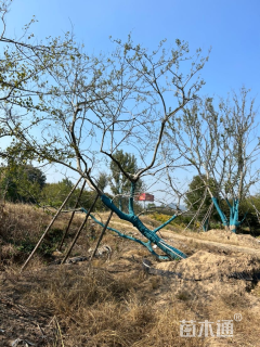 26公分造型朴树